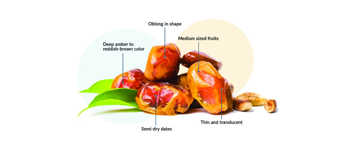 Picture of Khalas dates that describes its characteristics